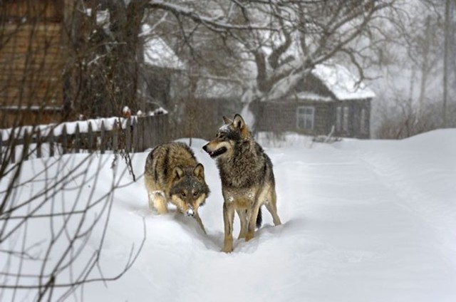 Уже несколько дней волки терроризируют деревни в Гомельской области