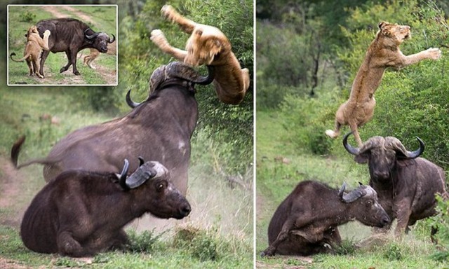 Сам погибай, а друга выручай!