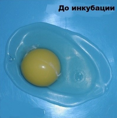 Развитие куриного эмбриона проходит 21 день