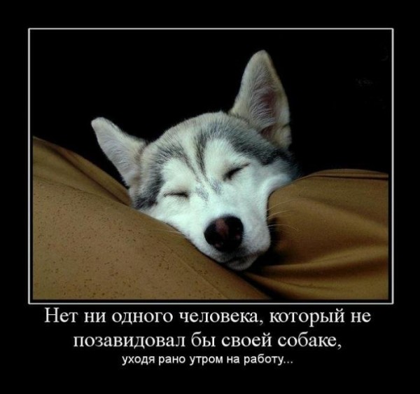 Демотиваторы о собаках