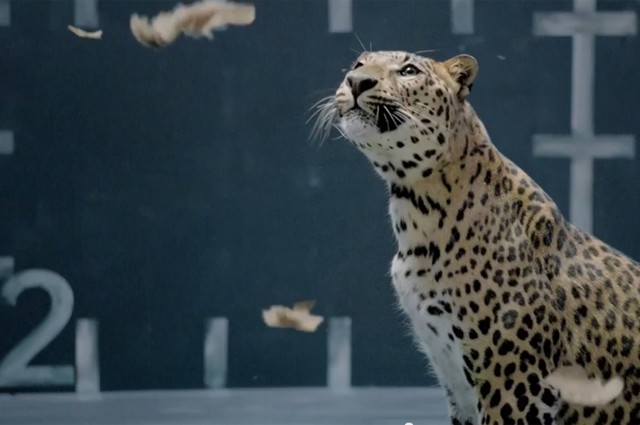 Mercedes ответил Jaguar