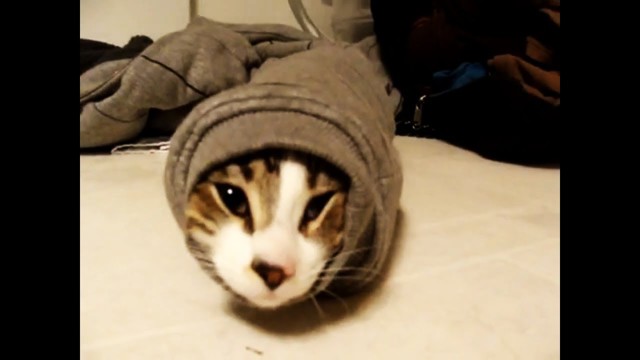 Лучшие видео подборки наших любимых животных за 2013 год