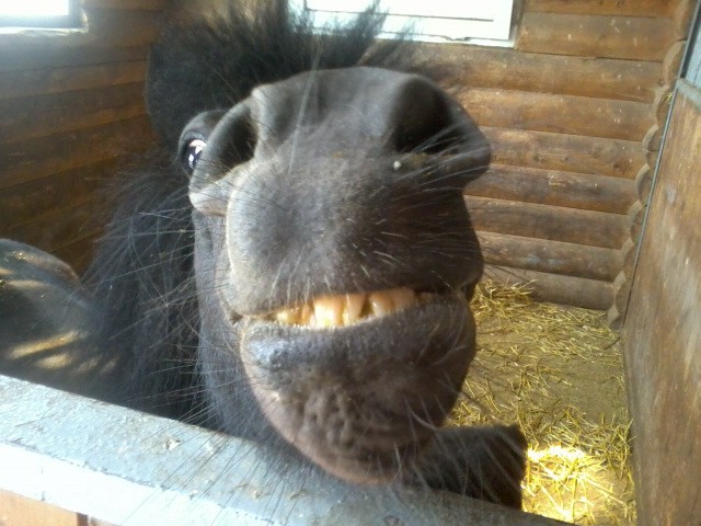 улыбающийся пони