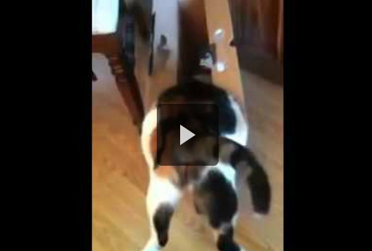 Кот не совладал с коробкой