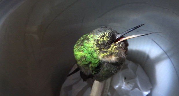 А вы слышали, как храпит колибри?