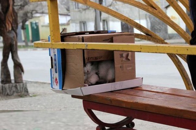 У Пушкина упёрли домик