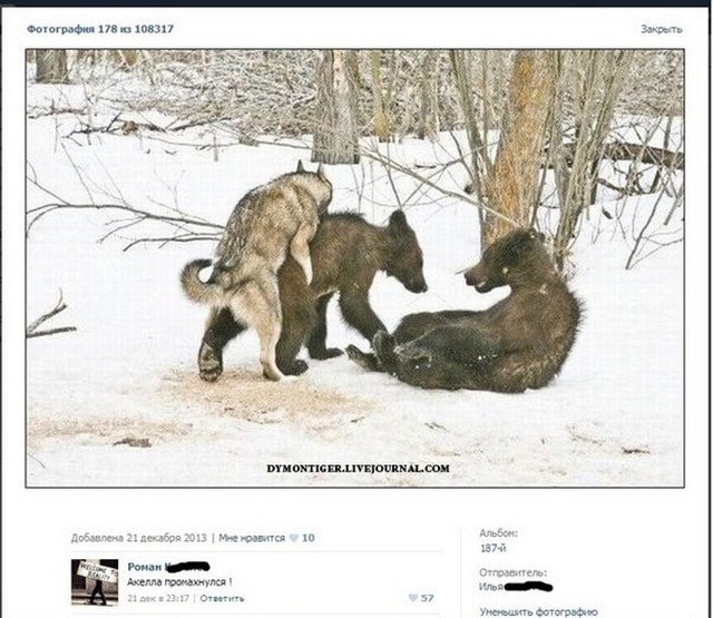 Смешные комментарии из социальных сетей