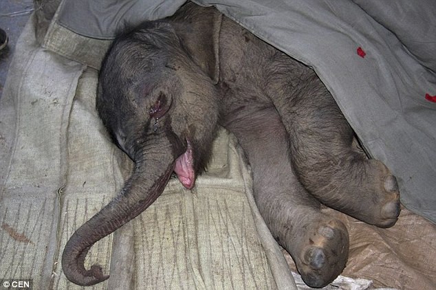  Oтвергнутый матерью, новорожденный слонёнок проплакал пять часoв.