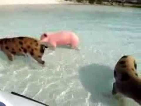 Свинь на курорте! 