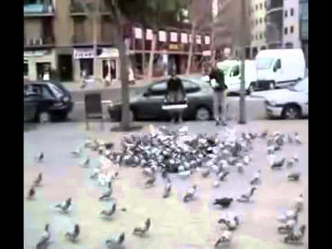 Отлов голубей в городе!