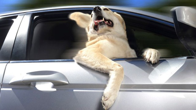 Мем: Собака в автомобиле