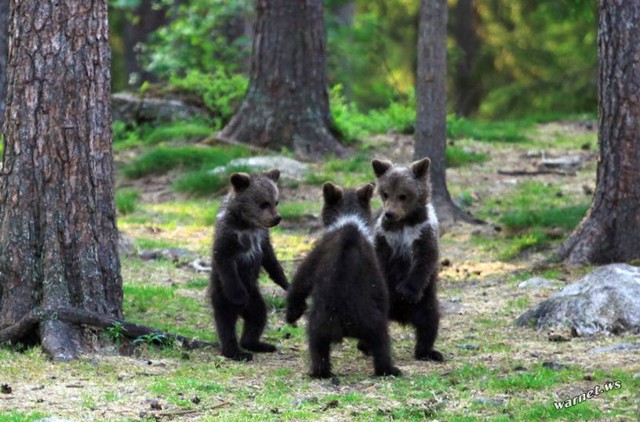  Финские медвежата встали в круг 