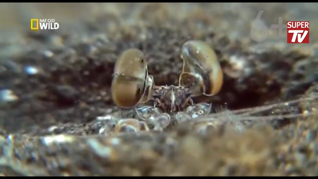 Самое странное место в Океане, населенное невообразимыми существами!