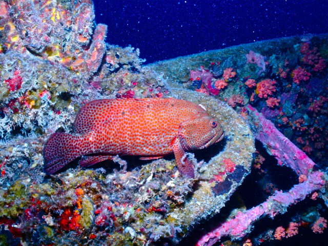 Еще пост на тему подводного мира для тех кому может быть интересно.