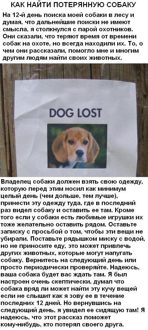 Как найти потерянную собаку