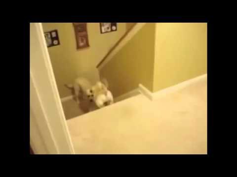 Вот в чем разница между этими животными - Коты и Собаки