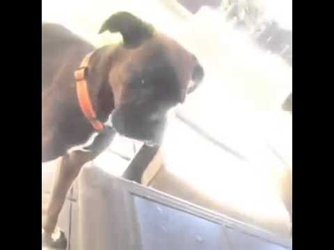 Собака нечаянно съела лягушку!