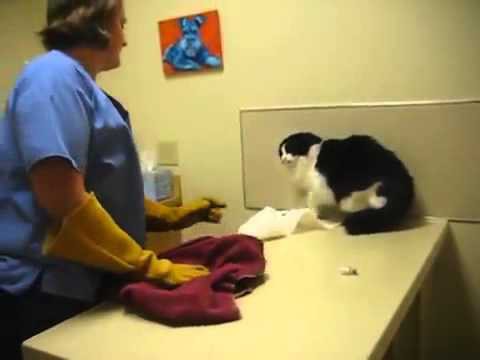 Очень злой кот на приеме у ветеринара!