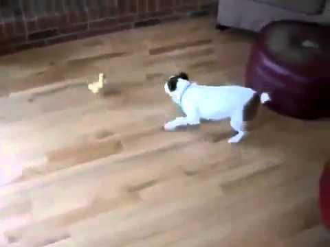 Собака боится злого утенка!