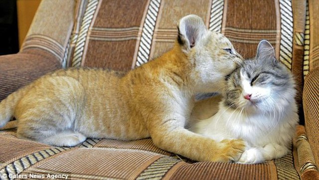 Кошка стала кормящей матерью для лигра