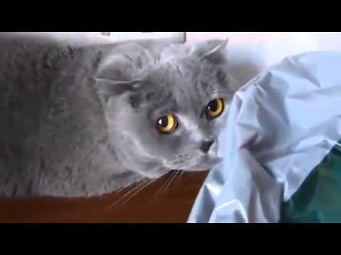 Коту очень страшно за сделаное!