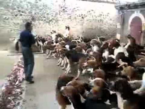 Собачий король в деле!