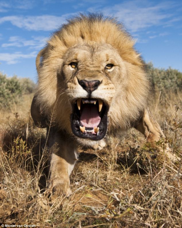 У кого самый сильный укус ?