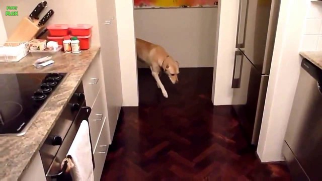 Самая виноватая собака!