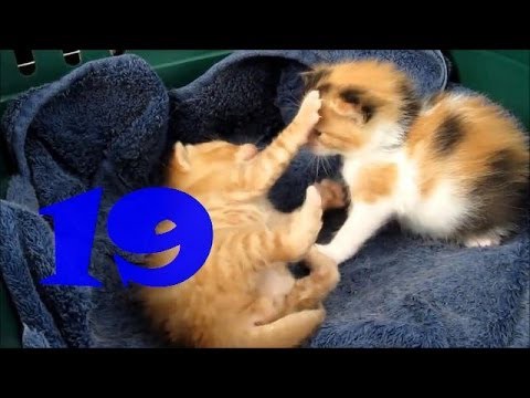 Смешные кошки. Выпуск #18 и Выпуск #19
