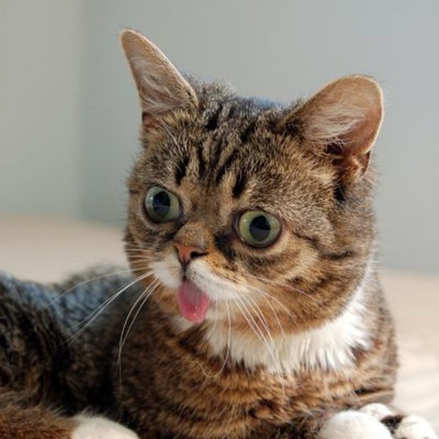 Кот показывает язык...