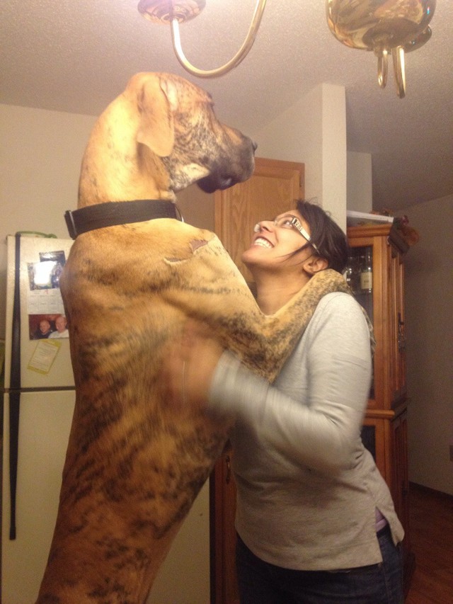 Мадам, потанцуем?