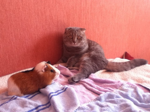 Кот впервые увидел морскую свинку