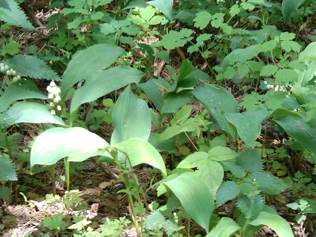 Прогулка по весеннему лесу.