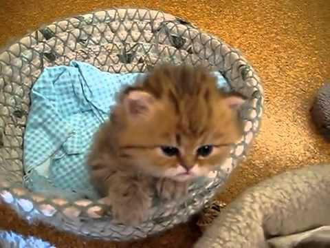 позитивный котейко