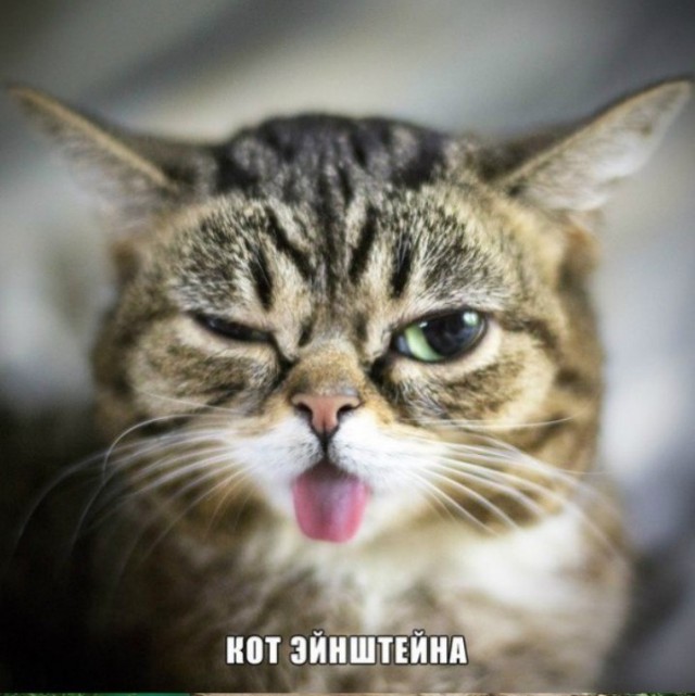  Коты ученых