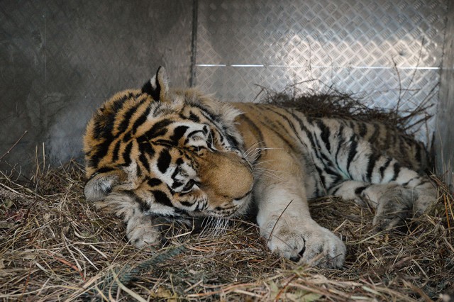 Спасти полосатого хищника
