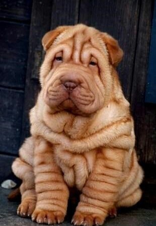 AntiCat's. Собаководам и собаколюбам! Демотивируйте!