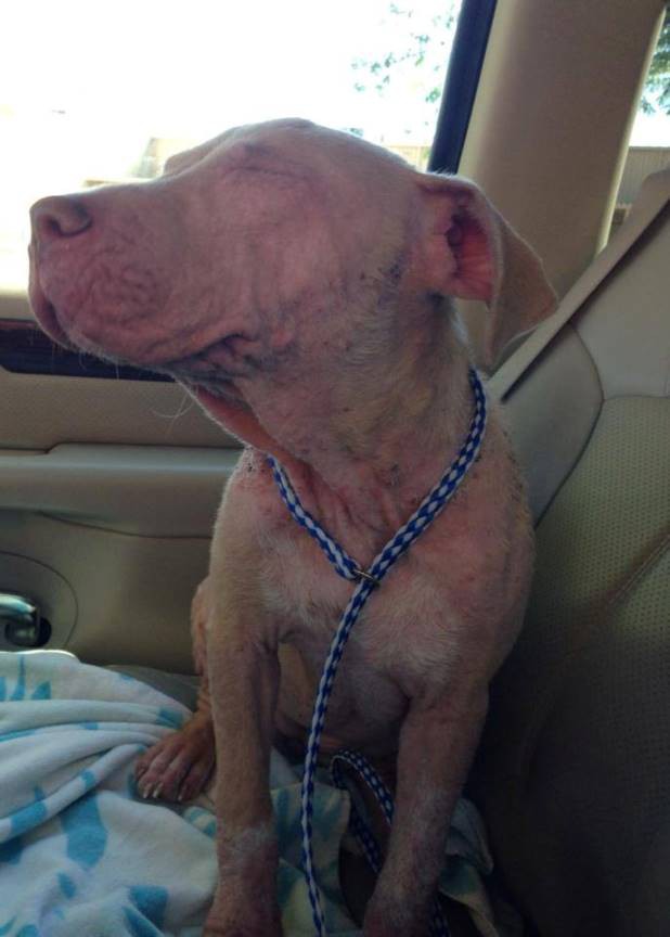 Поездка Свободы - фото, которые растопят ваши сердца.