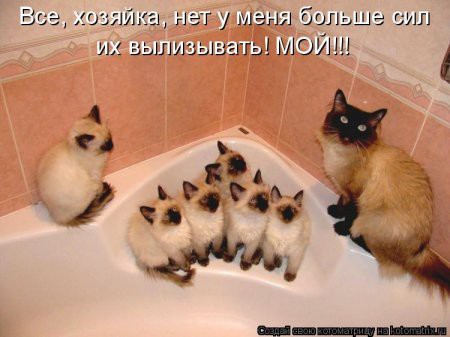 Кот и кошка со своими котятами