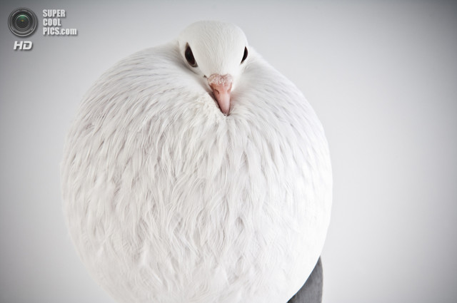 Голуби-супермодели