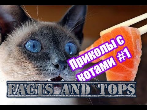 Прикольные Котэ #1