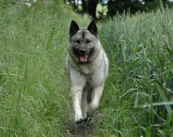 Редкие и исчезающие породы собак