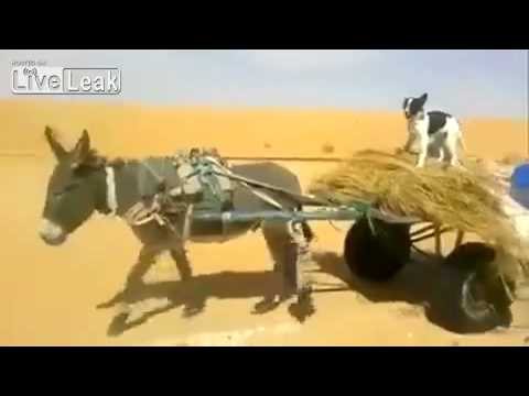 Собака ведет повозку с Ослом!