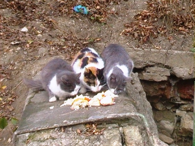 Коты