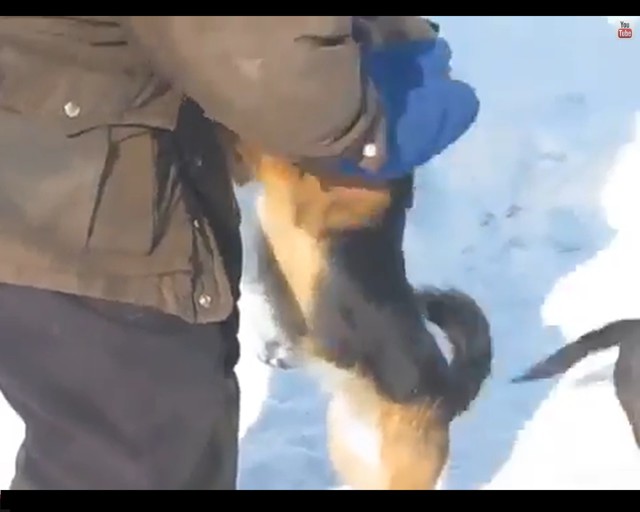 Храбрый кот против двух собак