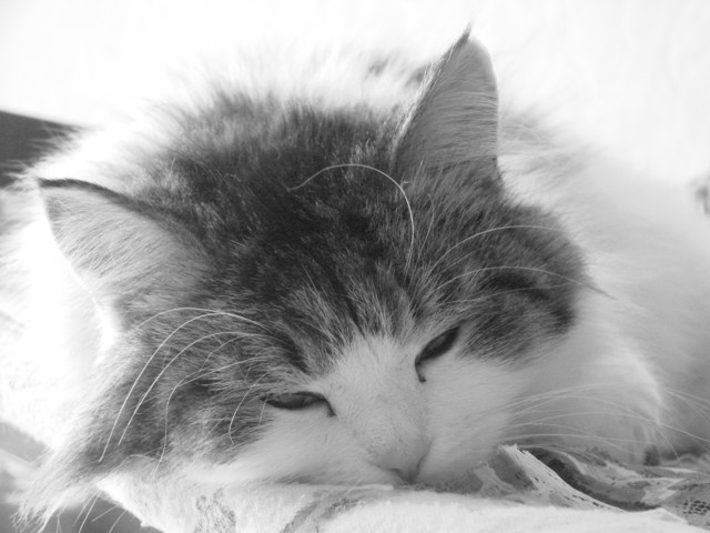 Все кошки - как кошки, а моя - флегматик!