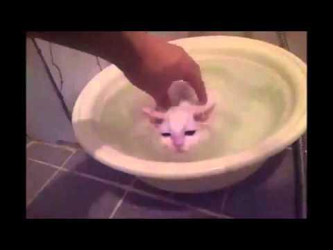 Кот отдыхает в горячей воде!