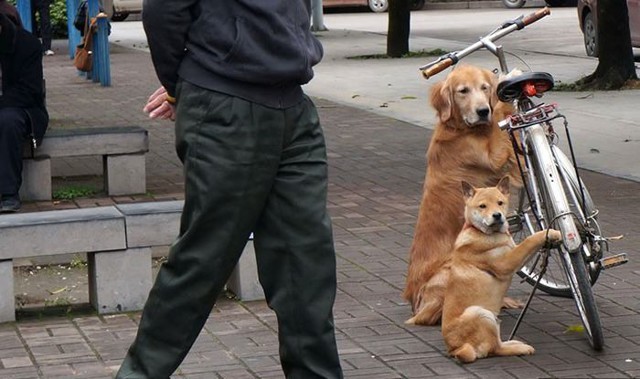 Собака друг человека!