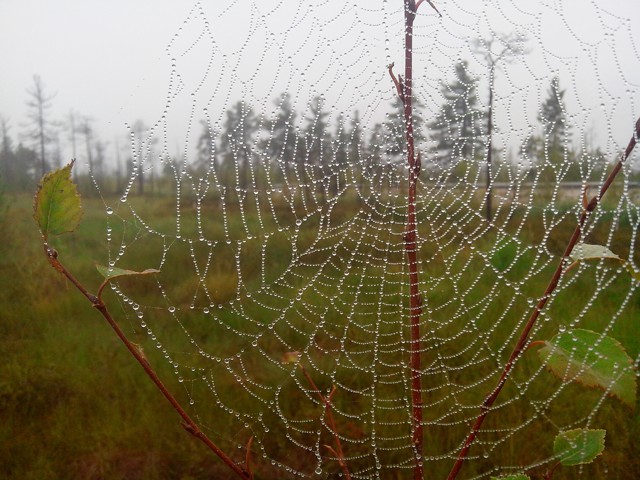 Скоро весна