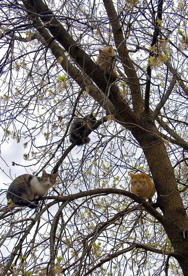 Коты прилетели